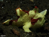 Warty frogfish (Clown frogfish) - <em>Antennarius maculatus</em> - Warzen Anglerfisch 