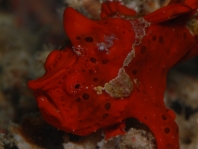 Warty frogfish (Clown frogfish) - <em>Antennarius maculatus</em> - Warzen Anglerfisch 