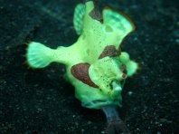 Antennarius maculatus - wratten hengelaarsvis hengelt