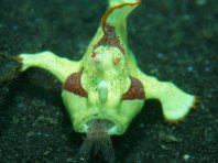 Photos special behavior of frogfishes -  Fotos spezielles Verhalten von Anglerfischen