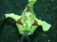 Antennarius maculatus - Clown frogfish luring