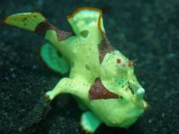Antennarius maculatus - Clown frogfish luring
