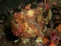 Warty frogfish (Clown frogfish) - <em>Antennarius maculatus</em> - Warzen Anglerfisch 