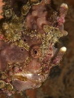 Warty frogfish (Clown frogfish) - <em>Antennarius maculatus</em> - Warzen Anglerfisch 