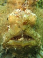 Antennarius maculatus - Detail of the whitish skin flap above the mouth