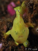 Warty frogfish (Clown frogfish) - Antennarius maculatus - Warzen Anglerfisch 