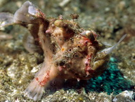 Antennarius maculatus - Warty Frogfish, Clown frogfish, Wartskin frogfish - Warzen Anglerfisch, Clown Anglerfisch) 