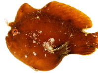 Antennarius pauciradiatus (Dwarfed Frogfish - Zwergenhafter Anglerfisch - pescador enano)