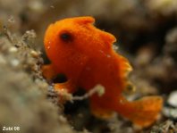 Painted frogfish - <em>Antennarius pictus</em> - Rundflecken Anglerfisch