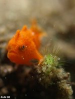 Painted frogfish - <em>Antennarius pictus</em> - Rundflecken Anglerfisch