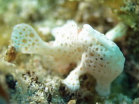 Antennarius pictus (Painted frogfish - Rundflecken Anglerfisch, Bemalter Fühlerfisch) 