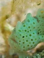 Antennarius pictus (Painted frogfish - Rundflecken Anglerfisch, Bemalter Fühlerfisch) 