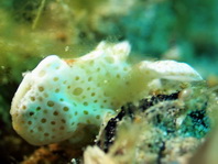 Antennarius pictus (Painted frogfish - Rundflecken Anglerfisch, Bemalter Fühlerfisch) 