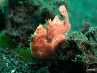 Antennarius pictus (Painted frogfish - Rundflecken Anglerfisch, Bemalter Fühlerfisch) 