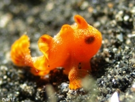 Painted frogfish - Antennarius pictus - Rundflecken Anglerfisch