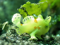 Antennarius pictus (Painted frogfish - Rundflecken Anglerfisch, Bemalter Fühlerfisch) 