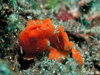 Painted frogfish - <em>Antennarius pictus</em> - Rundflecken Anglerfisch