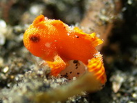 Antennarius pictus (Painted frogfish - Rundflecken Anglerfisch, Bemalter Fühlerfisch) 