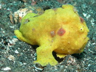 Antennarius pictus (Painted frogfish - Rundflecken Anglerfisch, Bemalter Fühlerfisch) 