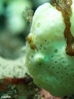 the Painted Frogfish (Antennarius pictus) moving its lure