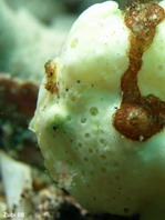 the Painted Frogfish (Antennarius pictus) moving its lure