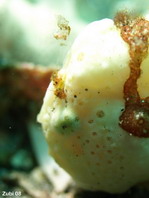 the Painted Frogfish (Antennarius pictus) moving its lure