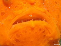 Antennarius pictus - Detail of the whitish skin flap above the mouth