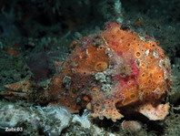 Antennarius pictus (Painted frogfish - Rundflecken Anglerfisch, Bemalter Fühlerfisch) 