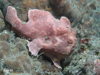 Antennarius pictus (Painted frogfish - Rundflecken Anglerfisch, Bemalter Fühlerfisch) 