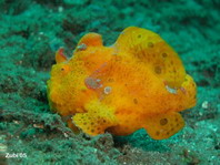 Painted frogfish - <em>Antennarius pictus</em> - Rundflecken Anglerfisch