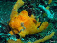 Antennarius pictus (Painted frogfish - Rundflecken Anglerfisch, Bemalter Fühlerfisch) 