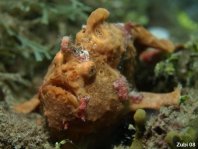 Painted frogfish - <em>Antennarius pictus</em> - Rundflecken Anglerfisch