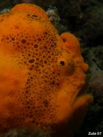 Painted frogfish - <em>Antennarius pictus</em> - Rundflecken Anglerfisch