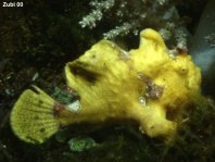 Antennarius pictus (Painted frogfish - Rundflecken Anglerfisch, Bemalter Fühlerfisch) 