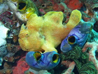 Antennarius pictus (Painted frogfish - Rundflecken Anglerfisch, Bemalter Fühlerfisch) 