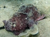 Antennarius pictus (Painted frogfish - Rundflecken Anglerfisch, Bemalter Fühlerfisch) 