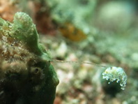 Antennarius pictus (Painted frogfish - Rundflecken Anglerfisch, Bemalter Fühlerfisch) 