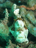 Antennarius pictus (Painted frogfish - Rundflecken Anglerfisch, Bemalter Fühlerfisch) 