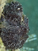 Antennarius pictus (Painted frogfish - Rundflecken Anglerfisch, Bemalter Fühlerfisch) 