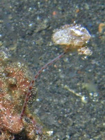 Antennarius pictus (Painted frogfish - Rundflecken Anglerfisch, Bemalter Fühlerfisch) 