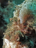 Antennarius pictus (Painted frogfish - Rundflecken Anglerfisch, Bemalter Fühlerfisch) 