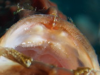 Antennarius pictus (Painted frogfish - Rundflecken Anglerfisch, Bemalter Fühlerfisch) 