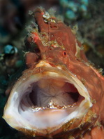 Antennarius pictus (Painted frogfish - Rundflecken Anglerfisch, Bemalter Fühlerfisch) 