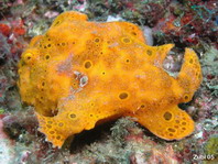 Antennarius pictus (Painted frogfish - Rundflecken Anglerfisch, Bemalter Fühlerfisch) 