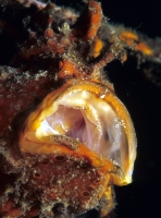 Antennarius pictus (Painted frogfish - Rundflecken Anglerfisch, Bemalter Fühlerfisch) 