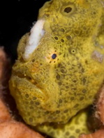 Painted frogfish - <em>Antennarius pictus</em> - Rundflecken Anglerfisch