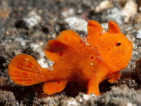 Painted frogfish - <em>Antennarius pictus</em> - Rundflecken Anglerfisch