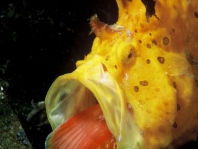 Antennarius pictus 
