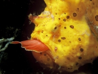 Antennarius pictus 