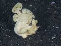 Antennarius pictus - catching the fish